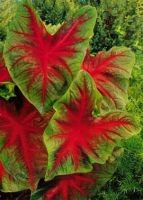 Caladium Fancy Leaf Buck